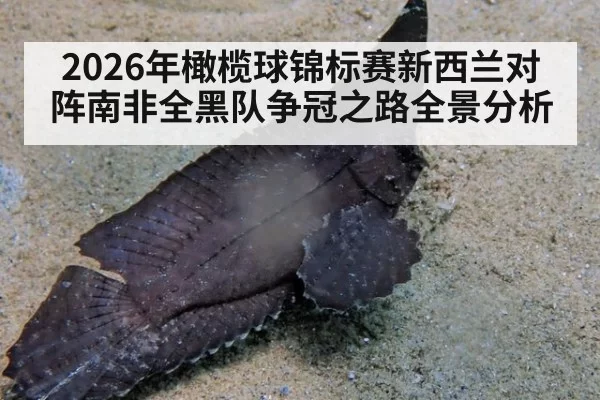 2026年橄榄球锦标赛新西兰对阵南非全黑队争冠之路全景分析